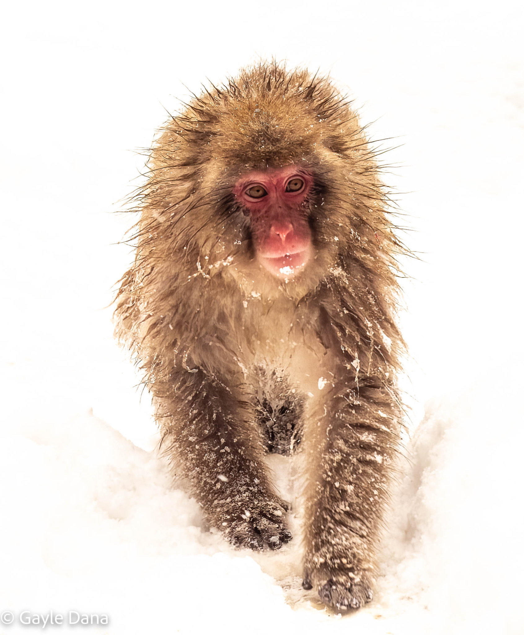 Crane And Monkey Videos
